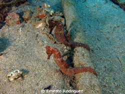 two seahorses  Crash Boat PR by Ernesto Rodriguez 